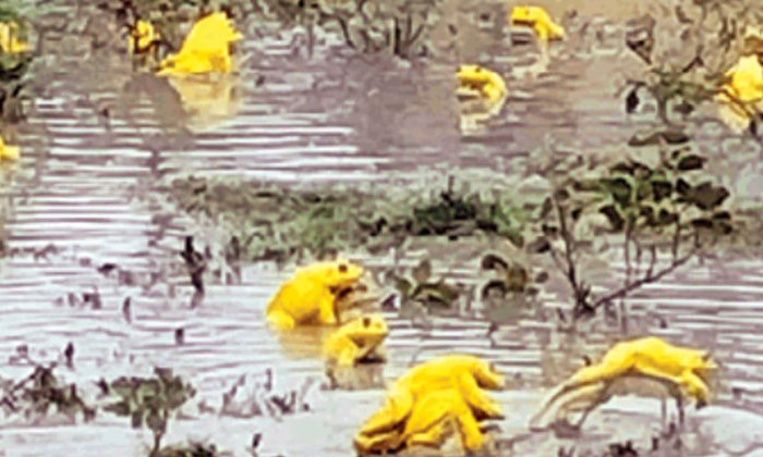  Yellow Frogs, Yellow Frogs Found In Madhya Pradesh Photos Viral , Madhya Pradesh-TeluguStop.com