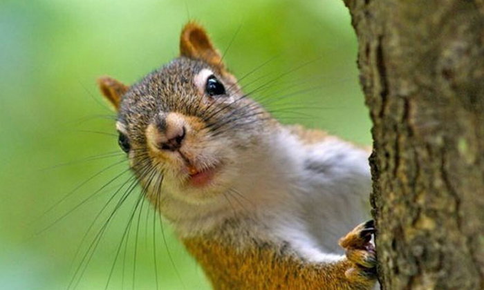  A Squirrel In Us Tests Positive For Bubonic Plague, Squirrel, America, Coronavir-TeluguStop.com