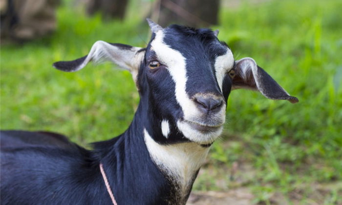  Bakrid, Muslim, Goat ,one Lakhs A Goat, Mumbai-TeluguStop.com