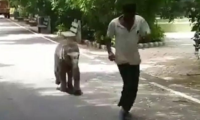  Baby Elephant Vedavathi Runs Behind Her Keeper Somu Mysore Zoo, Somu, Baby Eleph-TeluguStop.com