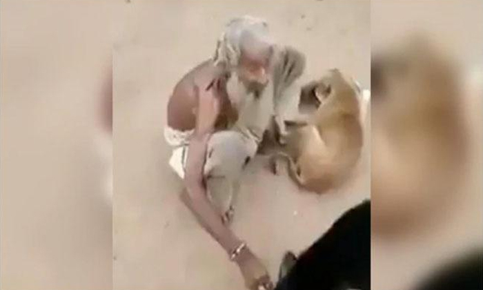  Beggar Feed Street Dogs Video Goes Viral , Begger, Dogs, Begger Feeds Dogs, Soci-TeluguStop.com
