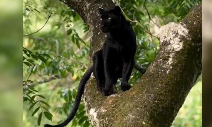  Black Panther Photos Goes Viral In Internet , Black Panther, Jungle Book, India,-TeluguStop.com