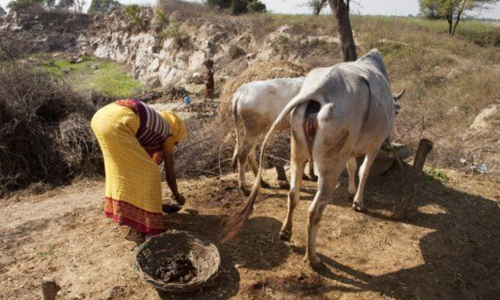  Cow Dung At Two Rupees Per Kg Including Transportation Cost In  Chhattisgarh, Co-TeluguStop.com