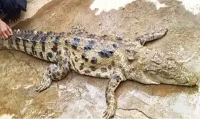  People Ate Crocodile Meat In Malkangiri,malkangiri, Crocodile Meat-TeluguStop.com