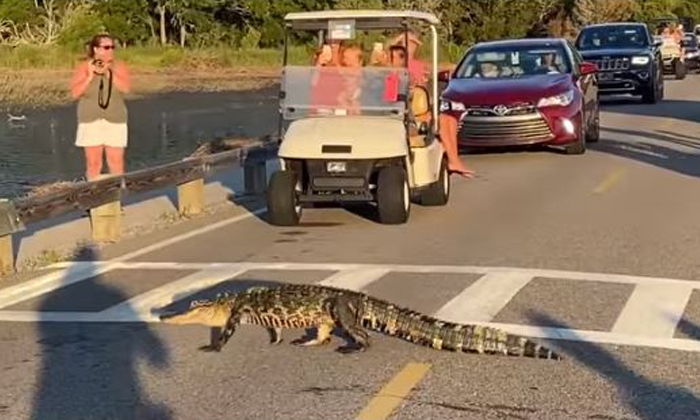  Crocodiles, Water Bridge, River, Road, Coronavirus-TeluguStop.com