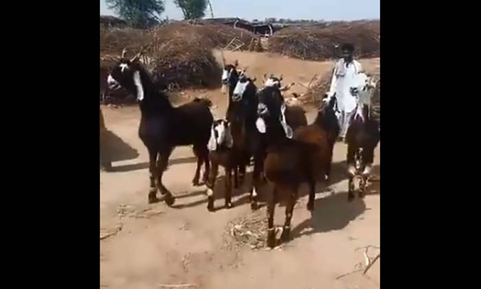  Dancing Goats, Viral Video, Social Media, Ifs Parveen Keshwan-TeluguStop.com