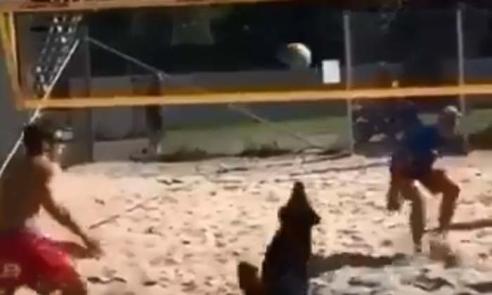  Dog Playing Volleyball Video Goes Viral In Social Media , Dog Playing, Volleybal-TeluguStop.com