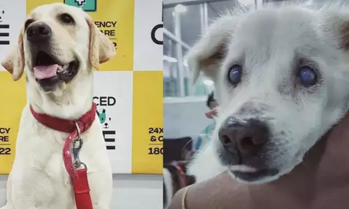  Kolkata's Super Dog Donates Blood To Save Canine Life,dog Donate Blood,canine,do-TeluguStop.com