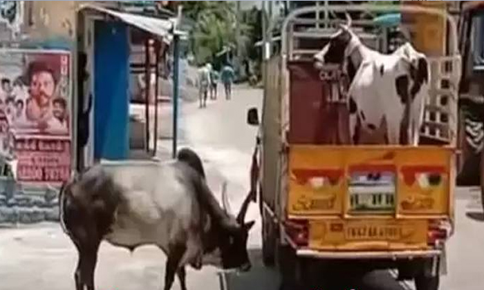  Madurai Cow And Bull Love Viral In Internet, Coronavirus, Madurai, Cow And Bull,-TeluguStop.com