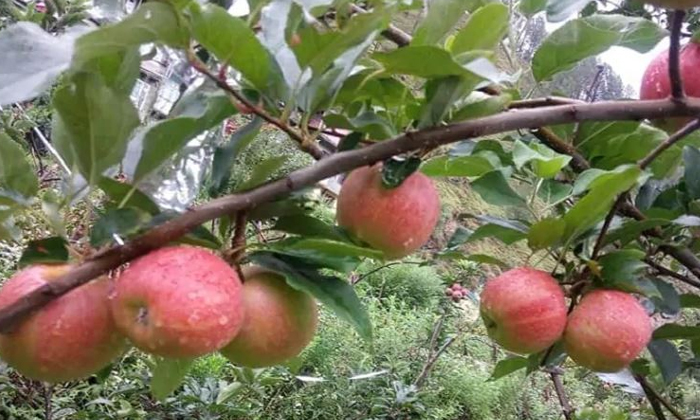  Apple, Trees, Farmer, Gujarath, Desert-TeluguStop.com