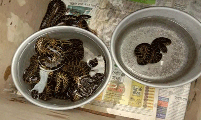  Yellow Anaconda Gives Birth To Eleven Snakes In Kolkatas Alipore Zoological Gard-TeluguStop.com