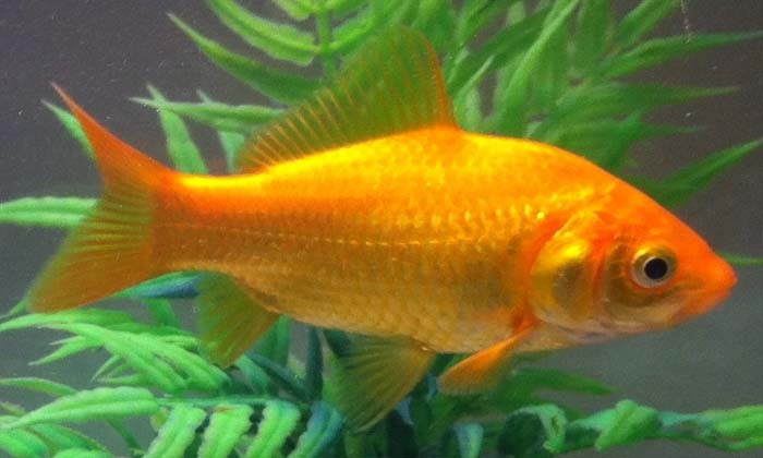  2kgs Of Golden Fish In Guntur Pond, 2kgs Gold Fish, Guntur, Ap, Fisher Man-TeluguStop.com