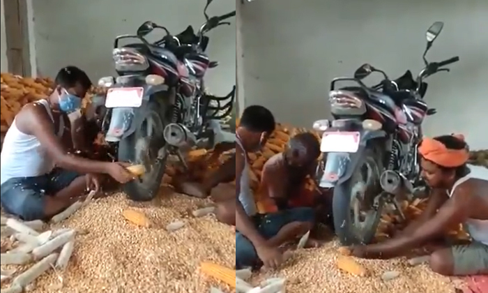  Anand Mahindra Is Impressed By The Men Who Are Peeling The Corn Kernels With Bik-TeluguStop.com