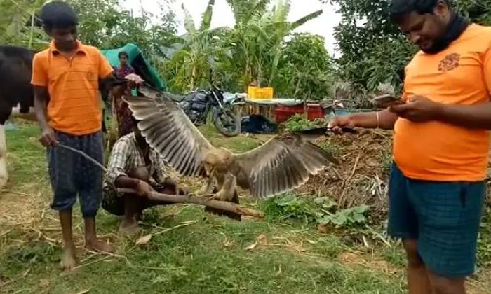  Aquiline Bird Appears In Andhra Pradesh, Aquiline Bird, Ap, Farmers-TeluguStop.com