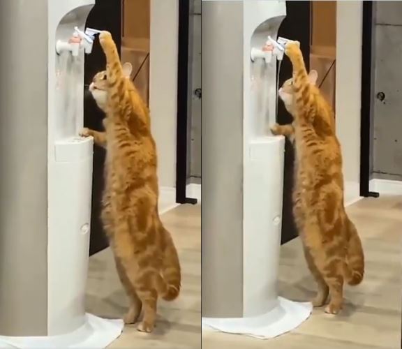  Video Of The Day: Cat Drinking Water From A Water Cooler.-TeluguStop.com