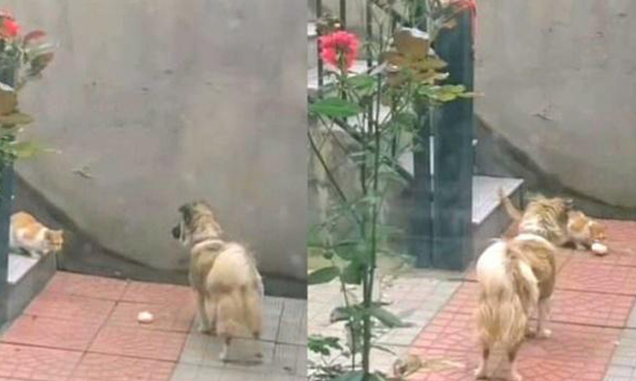  Dog Feeds Stray Cat Viral Video, Cat, Dog, Milk, Bun, Food, Owner, Bun, Humanity-TeluguStop.com