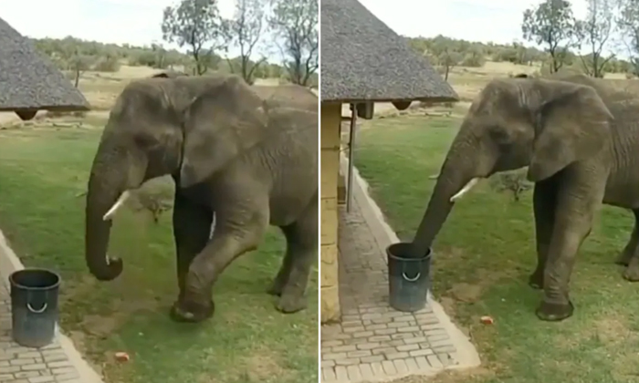  Elephant Picks Waste And Puts In Dustbin Viral Video,elephant, Swachh Bharat , I-TeluguStop.com