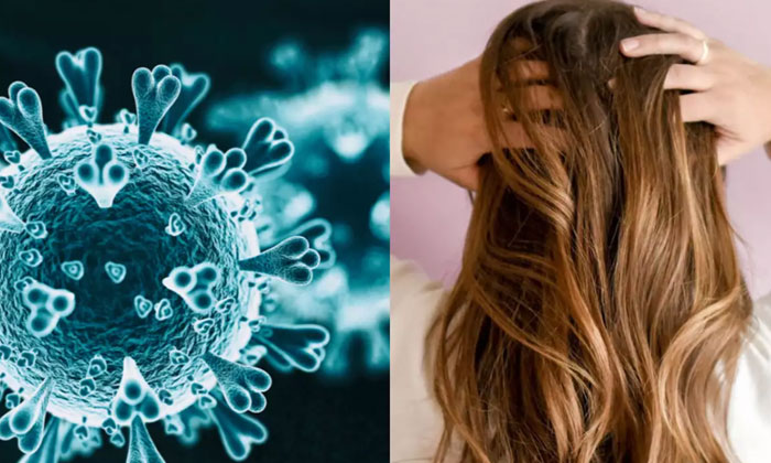  Hair Loss Is Also The Symptom Of Coronavirus‌!! Hair Loss, Coronavirus, Covid--TeluguStop.com