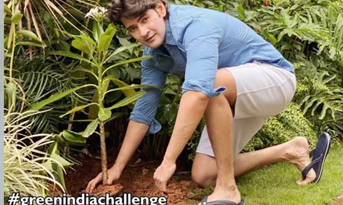  Mahesh Babu Green India Challenge, Mahesh Planting Trees On Birthday, Mahesh Bab-TeluguStop.com