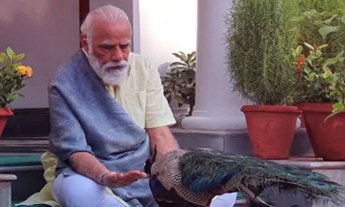  Pm Modi Shared A Video Of Peacock Feeding,pm Narendra Modi, Viral Video, India,-TeluguStop.com