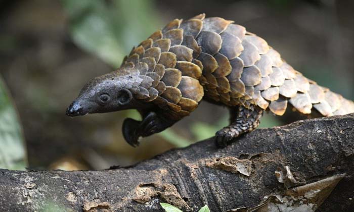  Pangolin, Prakasam District, Ap, Viral Video-TeluguStop.com