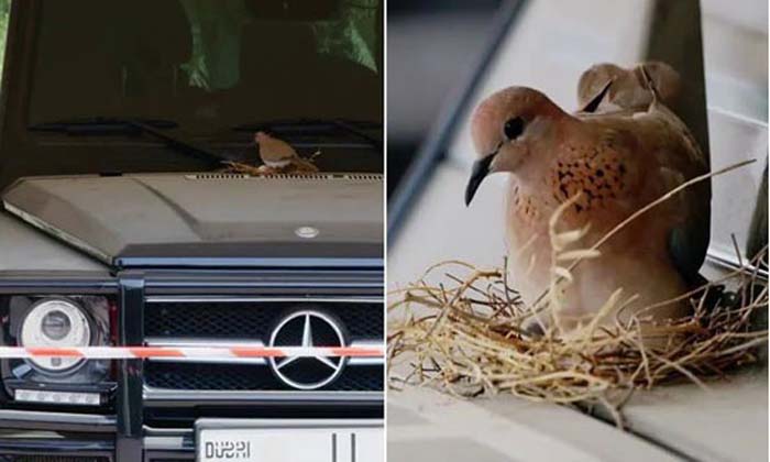  Bird Nest On Dubai Prince Car,prince Cordons, Mercedes, Birds, Nest, 2 Crores Ca-TeluguStop.com