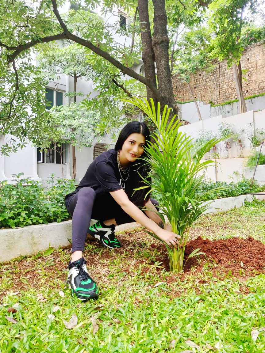  Shruti Haasan Accepts Mahesh Go Green Challenage. Nominates Hrithik Tammanaah Ra-TeluguStop.com