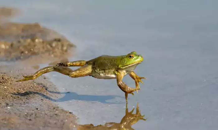  Frogs Rain In Anantapur, Frogs Rain, Viral Video, Telugu States-TeluguStop.com