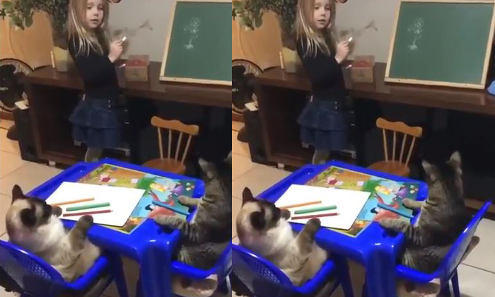  Little Girl Teaches Two Cats  Viral Video, Cats, Students, Teacher, Small Kid, V-TeluguStop.com