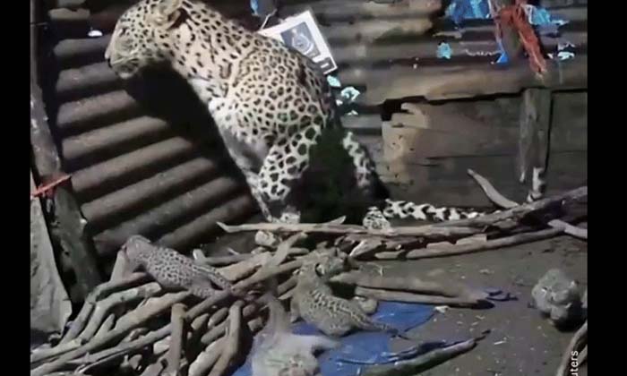  Leopard With Four Cubs Viral Video,leopard, Beautiful Four Leopard Children, Vir-TeluguStop.com
