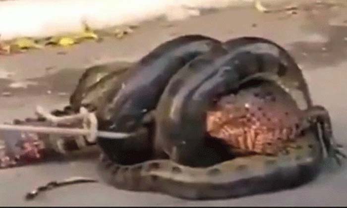  Anaconda Fight With Crocodile Viral Video,anaconda, Crocodile, Brazil, Viral Vid-TeluguStop.com