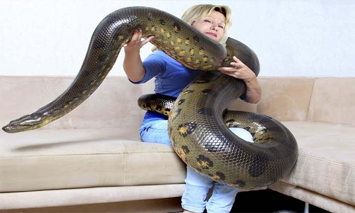  Does Anacondas Really Swallows Humans, Anacondas, Swallow Humans, Fact News-TeluguStop.com