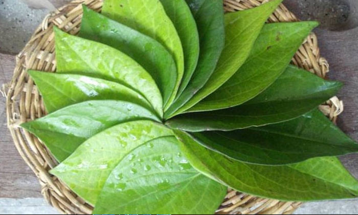  Betel Leaf Help To Increase Immune System! Betel Leaf, Immune System, Health Ben-TeluguStop.com