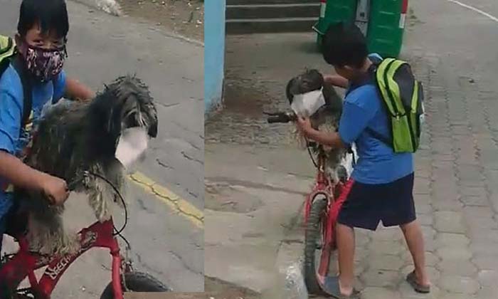  Boy, Face Mask, Pet Dog,  Video Viral-TeluguStop.com