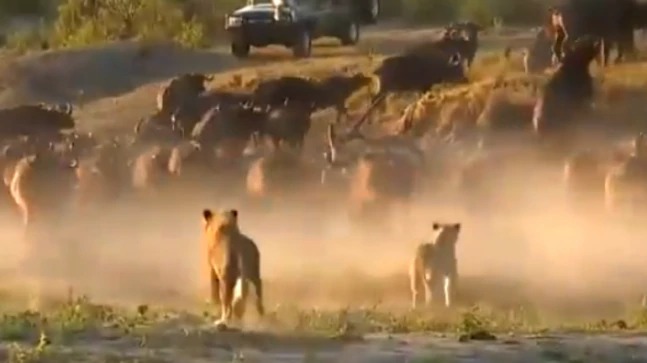  Her Of Buffaloes Chases Lions Away,buffaloes Hunted, Two Lions, Video Viral, Int-TeluguStop.com