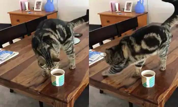  Internation Cat Day, Viral Video, Coffee-TeluguStop.com