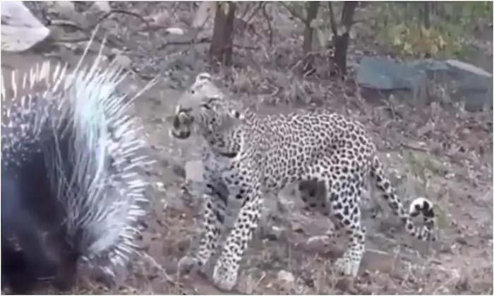  Cheetah Fights, Intense Battle, Viral Video, Social Media, Porcupine, Chirutha F-TeluguStop.com