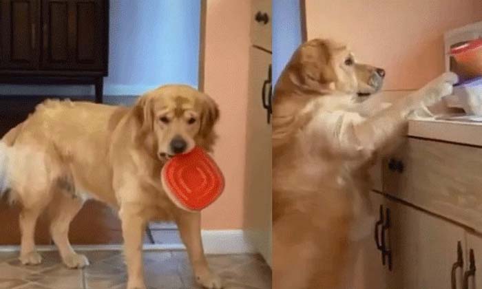  Dog Caught Stealing Food Viral Video,cute Video, Dog Expression, Stealing Food,-TeluguStop.com