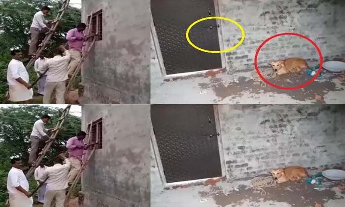  Dog, Lock Door, Sangareddy District, Dog Locked Door From Inside-TeluguStop.com