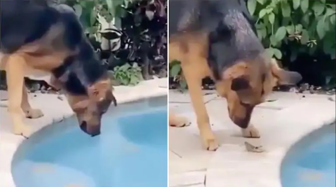  Dog Saves Grasshopper From Drowning Twitter Cant Help But Laud The Good Boy  Dog-TeluguStop.com