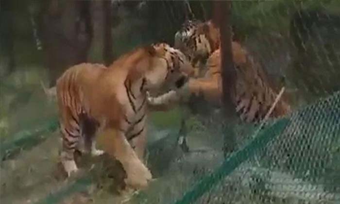  Fighting, Wild Tiger, Safari Tiger, Karnataka, Viral Video,  Social Media-TeluguStop.com