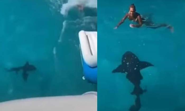  Florida Woman Escaped From Shark,florida Woman, Danger, Shark, Ocean, Viral Vide-TeluguStop.com