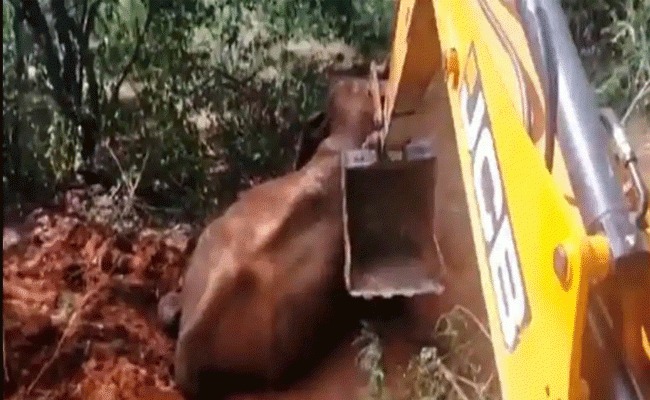  Forest Officials Rescued Elephant Which Falls In Trench Viral Video, Elephant, V-TeluguStop.com