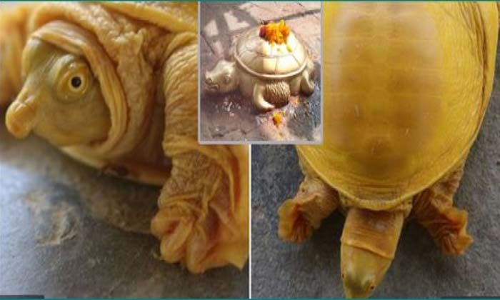  Golden Tortoise Birth At Nepal Viral In Internet   Golden Tortoise, Birth At Nep-TeluguStop.com