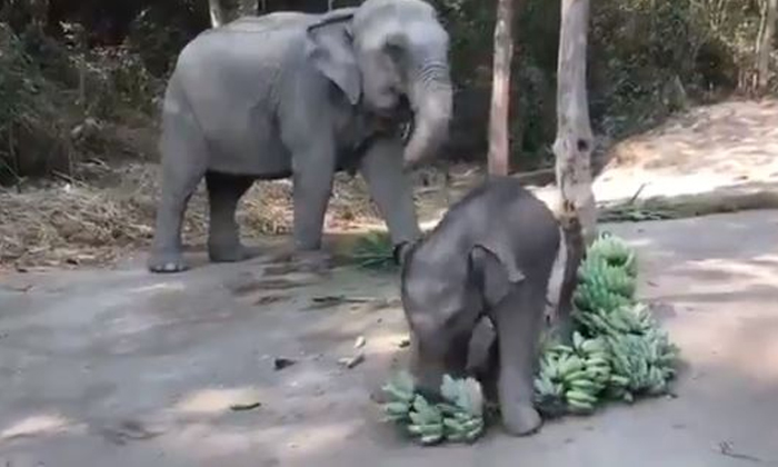  Elephants, Bananas, Playing, Mother, Enjoy, Viral Video-TeluguStop.com