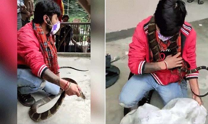  Man Catches King Cobra Viral In Social Media, Huge King Cobra, Video Viral-TeluguStop.com