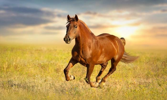  Interesting Facts, Our Life, Americans, Horse Bones-TeluguStop.com