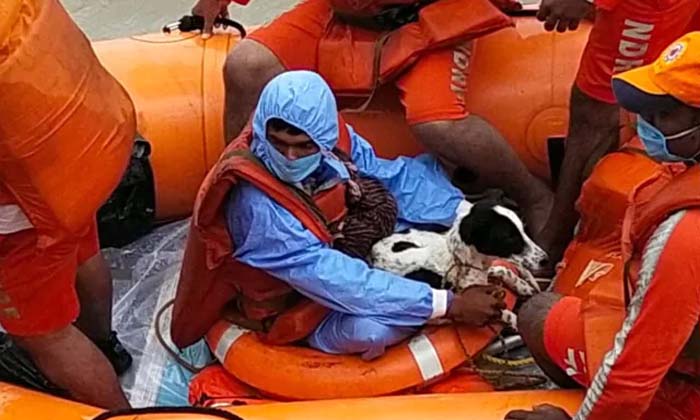  Karnataka Shepherds, Flood Story, Viral Photo, Internet, Shepherd Boy Was Rescue-TeluguStop.com