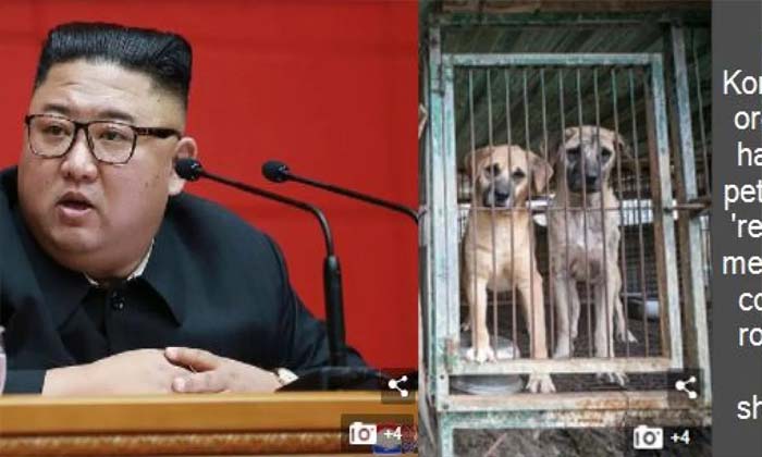  Kim Jong, North Koreans, Pet Dogs-TeluguStop.com