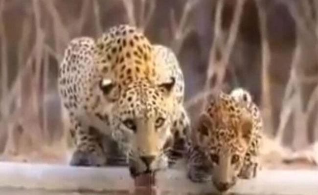  Leopard Mother And Cub Drinking Water, Sushanth Nanda Twitter,leopard Mother, Cu-TeluguStop.com